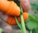 Finger Cutter
